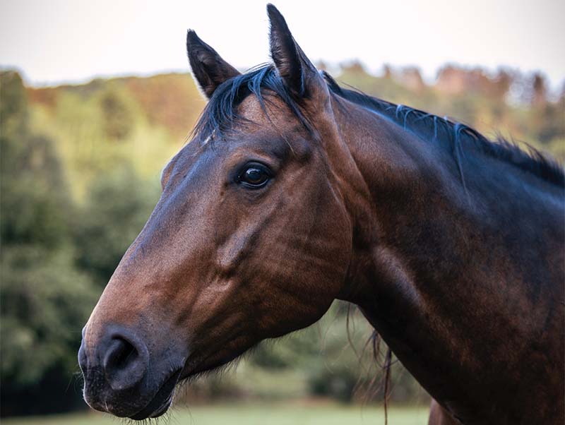 Dusty – das Ranch Horse