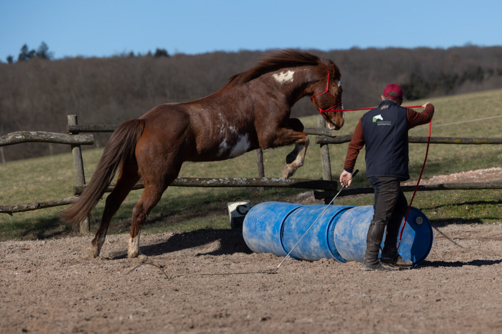 Wunschthemen-Kurs Parelli Natural Horsemanship in D-29362 Hohne